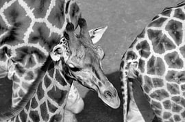 GIRAFFE van Miroslav Ptacek