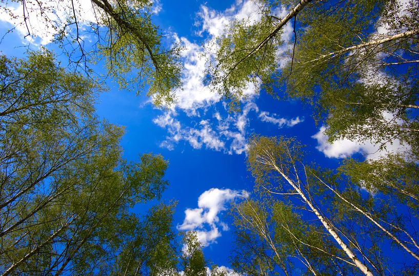 Birch by Thomas Jäger