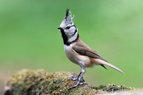 Mésange huppée en alerte dans la verdure