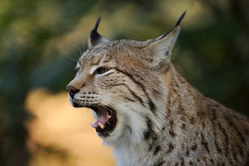 Eurasian Lynx (Lynx lynx), close-up, headshot van wunderbare Erde