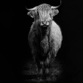 'I am' - Schotse hooglander van Studio Nooks