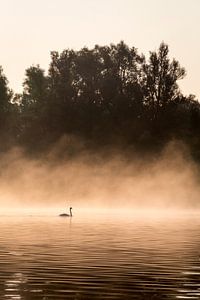 Zwaan met mist in de Biesbosch van Evelien Oerlemans