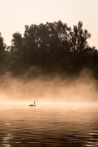Cygne avec brouillard dans le Biesbosch par Evelien Oerlemans