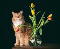 Ivar and his tulips