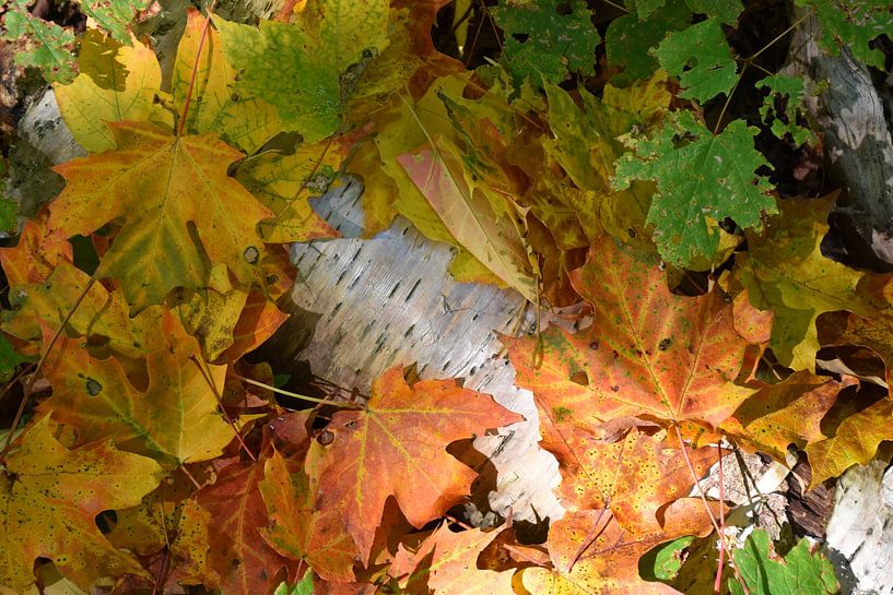 Autumn leaves in the forest by Claude Laprise