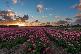 bollenveld tijdens zonsondergang by Jeannette Kliebisch