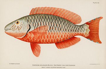 Seltene antike tropische Fischkönigin Papagei, Henry Baldwin von Fish and Wildlife
