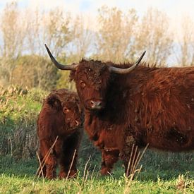 Scottish Highlander Cow by Fotografie Sybrandy