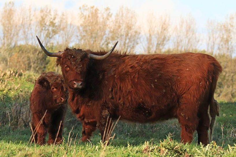 Schotse hooglander Koe van Fotografie Sybrandy