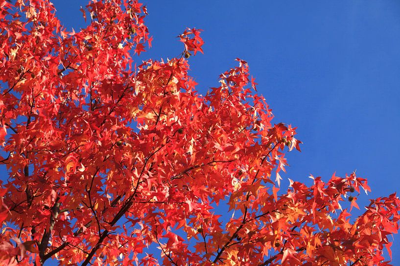 Golden October by Thomas Jäger
