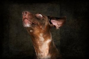 Attila