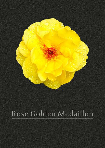 Rose Golden Medaillon von Leopold Brix