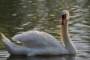 Cygne muet