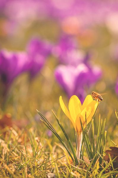 Eine Biene und ein Krokus par Alena Holtz