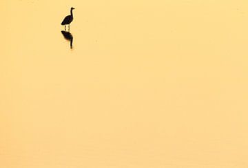 Blue heron silhouette with reflection by Menno van Duijn