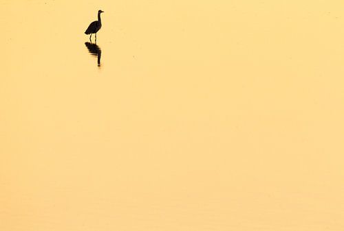 Blauwe reiger silhouet met reflectie