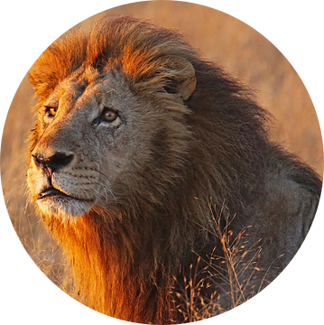 Leeuw in het ochtendlicht - Wilde dieren in Afrika van W. Woyke
