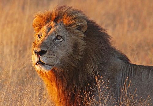 Leeuw in het ochtendlicht - Wilde dieren in Afrika van WiWo