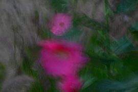 BLUMENWIESE 10