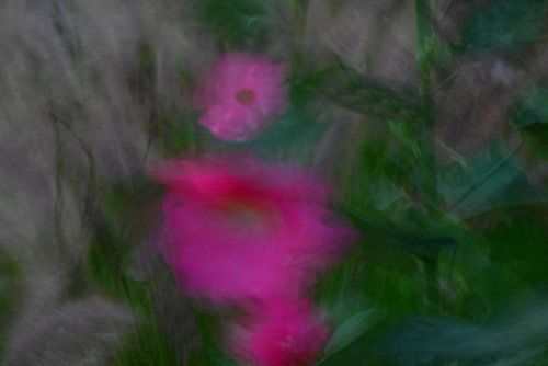 PRÉ FLEURI 10