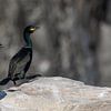 Deux cormorans marchent sur un rocher sur Sonja Foerster-Odenthal