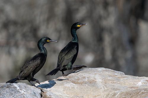 Deux cormorans marchent sur un rocher sur Sonja Foerster-Odenthal