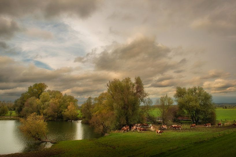 Cows in the floodplain by Moetwil en van Dijk - Fotografie