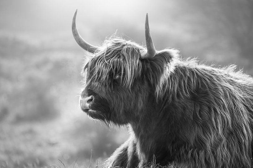 Highlander écossais par Karel Ton