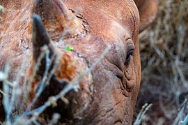 Nashornmädchen Großaufnahme von Cathy Janssens