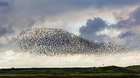 Spreeuwenwolk bij de Mokbaai