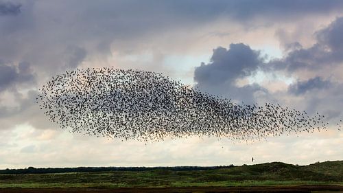 Starling-Wolke an der Mok-Bucht