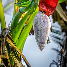 Sri Lanka Rizières sur Dirk Lahuis