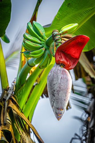 Sri Lanka Rice Fields