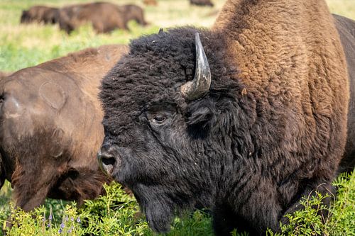 Bison dans le parc d'État de Custer, Dakota du Sud, États-Unis