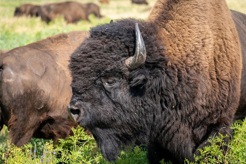 Bison in Custer State Park, South Dakota, USA by Jeroen van Deel