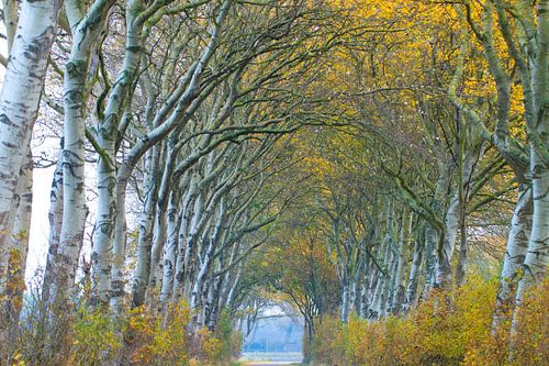 Witte abelen in herfstkleuren