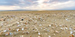 Muschelsand