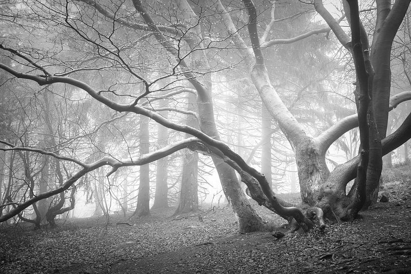 SILVERTREE by FLPX