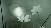 flower power