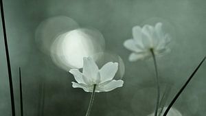 Flower-Power