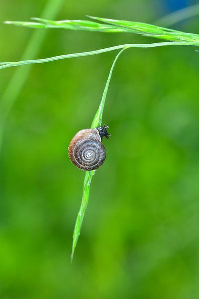 Small snail on the blade of grass by Claudia Evans