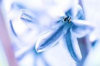 Blüte der Gewöhnlichen Hyazinthe von Fotografiecor .nl Miniaturansicht