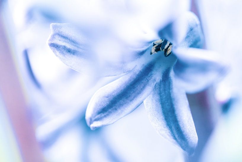 Blüte der Gewöhnlichen Hyazinthe von Fotografiecor .nl