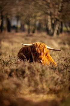 Scottish Highland