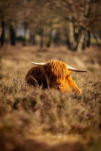 Scottish Highland