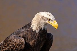 Pygargue à tête blanche (Haliaeetus leucocephalus)