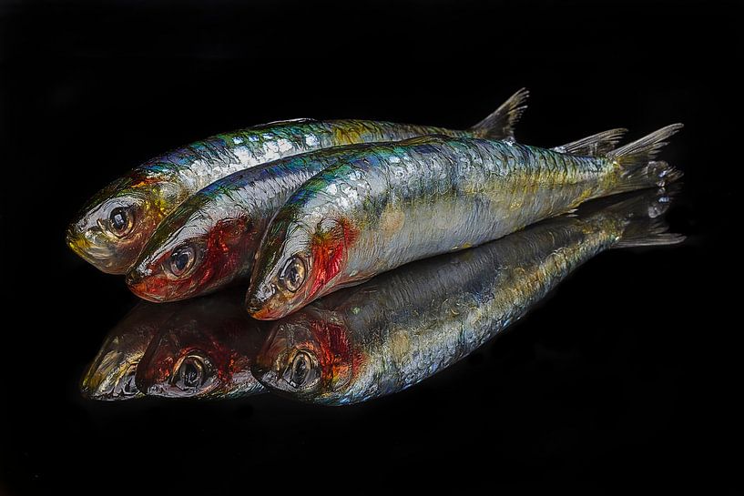 Sardines by Erik van Tienhoven van Weezel