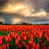 Regenbui boven rode tulpen van Erik Keuker