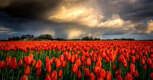 Regenbui boven rode tulpen van Erik Keuker