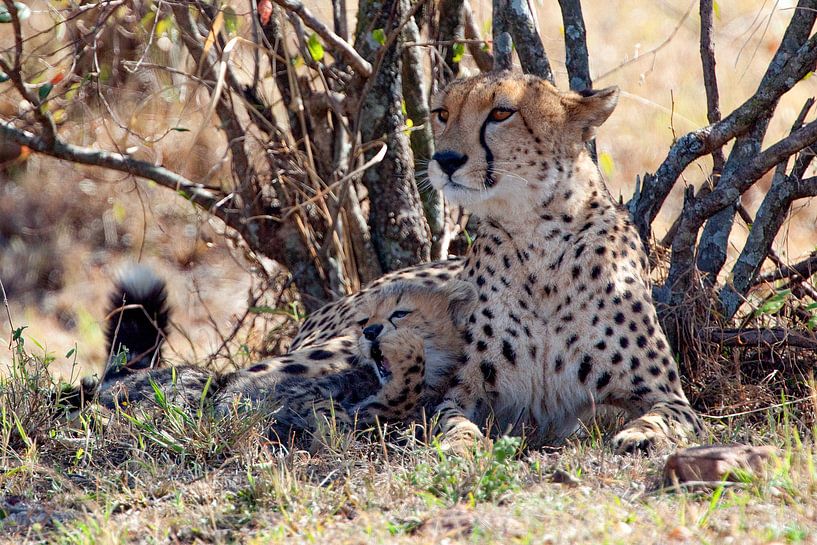 So tired by Peter Michel